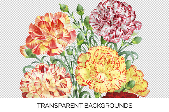 Bouquet Carnation Clipart Flowers in Illustrations - product preview 3