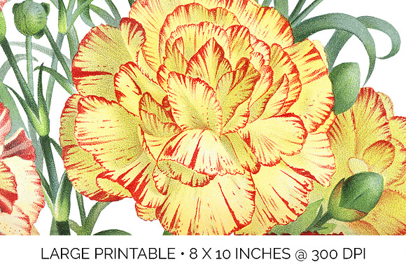 Bouquet Carnation Clipart Flowers in Illustrations - product preview 5