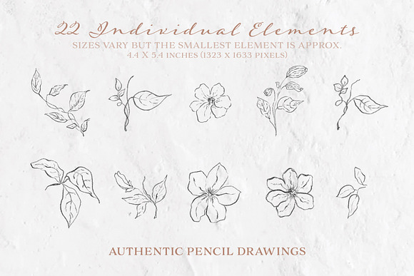 Pencil Line Art Floral Illustrations in Illustrations - product preview 3