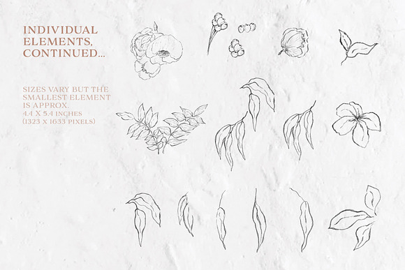 Pencil Line Art Floral Illustrations in Illustrations - product preview 4