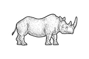rhinoceros sketch illustration