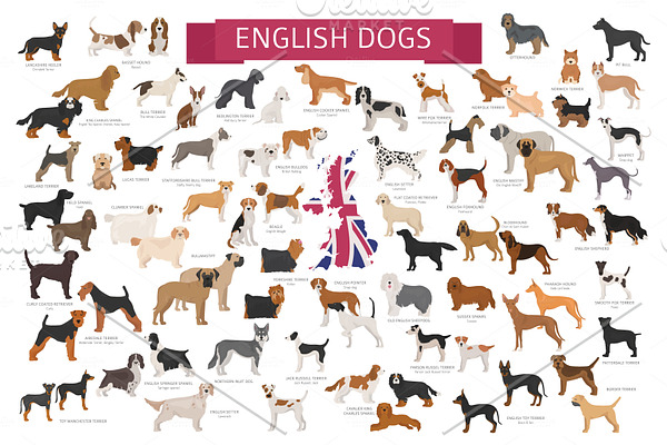 English dog breeds