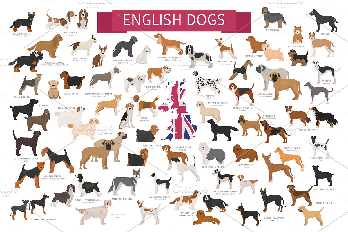 English dog breeds in Illustrations - product preview 8