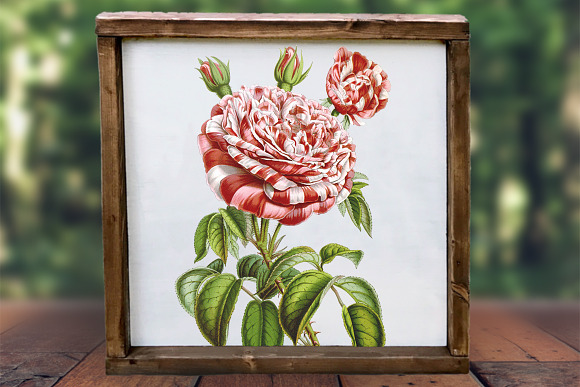 Roses Red Roses in Illustrations - product preview 2