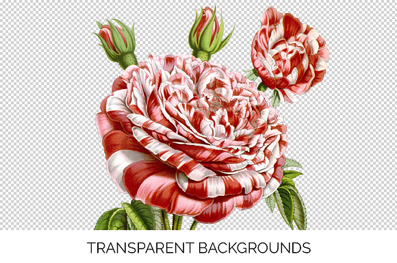 Roses Red Roses in Illustrations - product preview 3