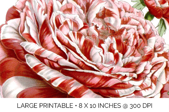 Roses Red Roses in Illustrations - product preview 6