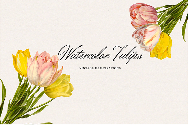 Vintage Watercolor Tulips