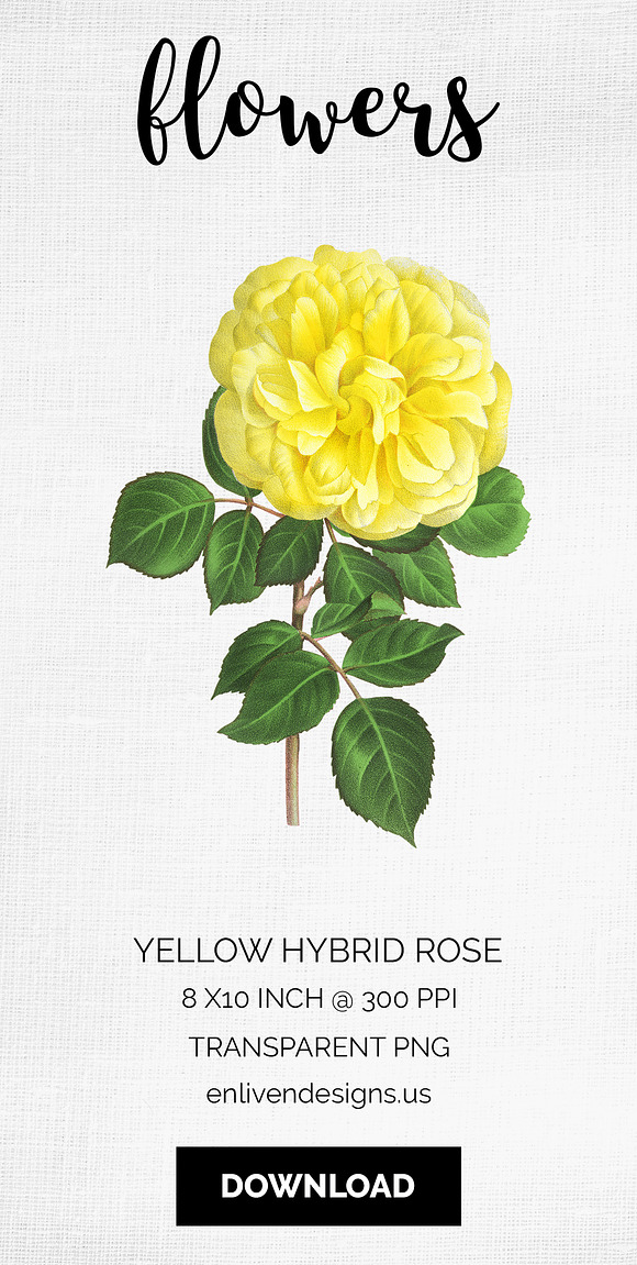 Rose Yellow Flowers in Illustrations - product preview 7