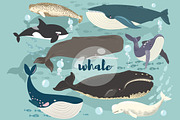 Whale Collections Set