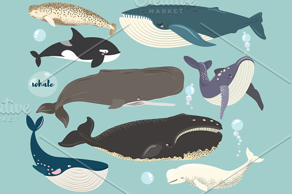 Whale Collections Set in Illustrations - product preview 1