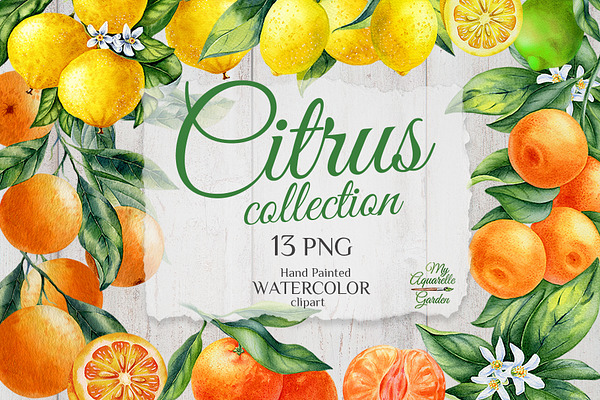Watercolor citrus collection