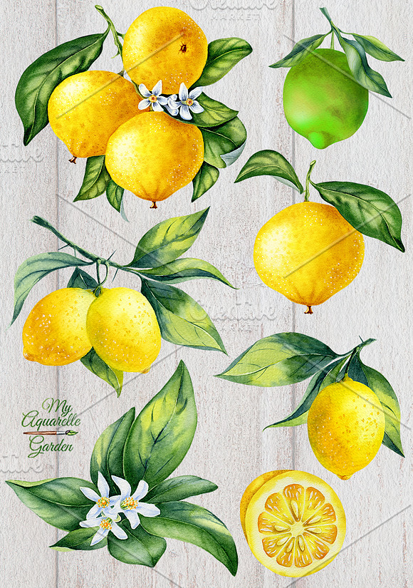 Watercolor citrus collection in Illustrations - product preview 1