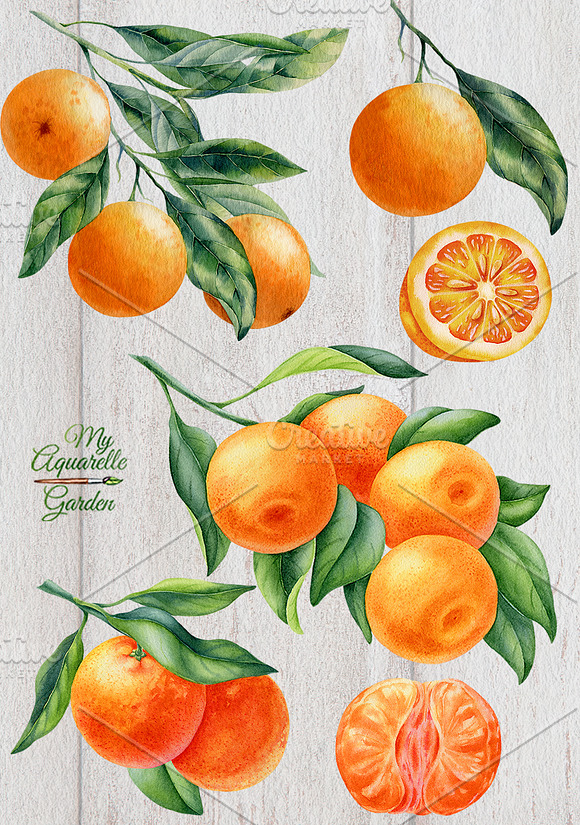 Watercolor citrus collection in Illustrations - product preview 2