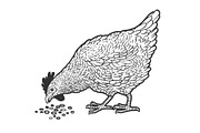 chicken pecks grain sketch vector