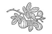 Common fig sketch illustration