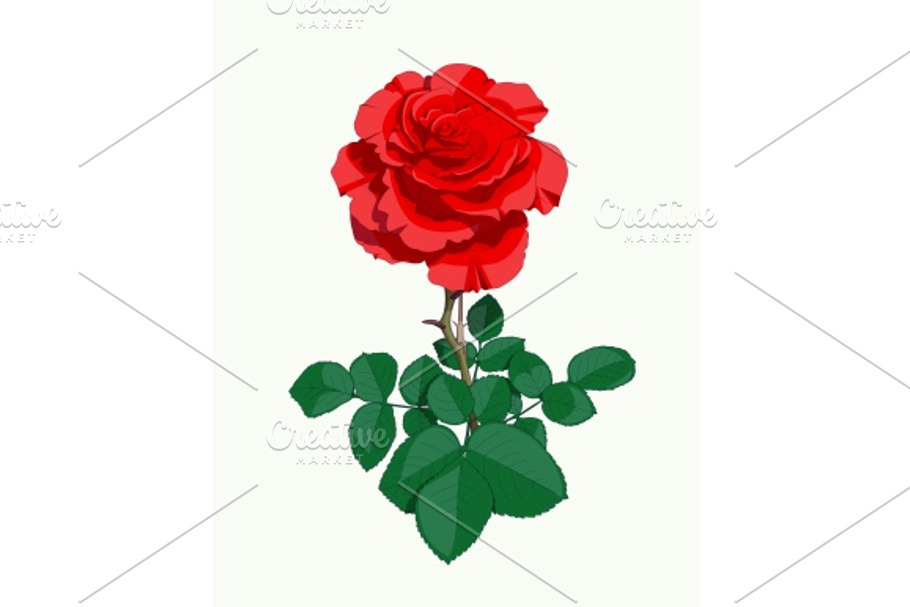 Red rose in Illustrations - product preview 8