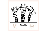 Peeking Giraffes - Funny Giraffes