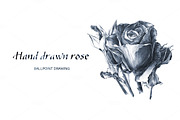 Hand drawn illustration of rose