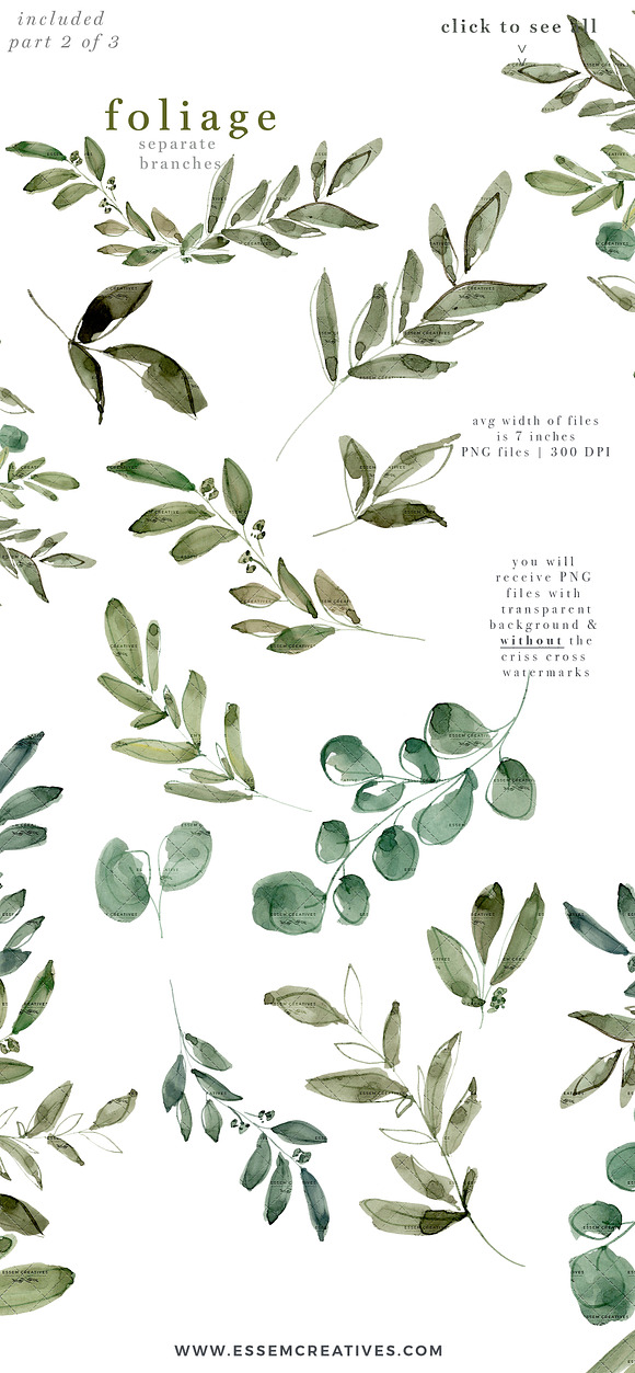 Watercolor Eucalyptus Clipart Foliag in Illustrations - product preview 4