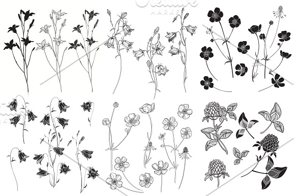 Wildherbs and flowers. in Objects - product preview 2