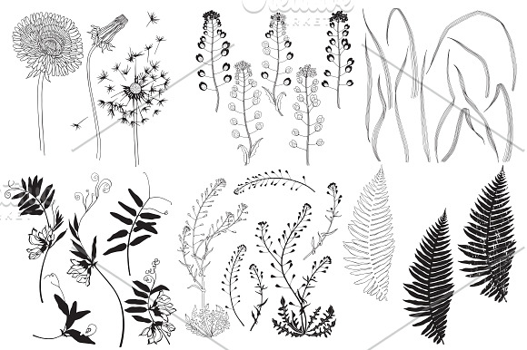 Wildherbs and flowers. in Objects - product preview 4