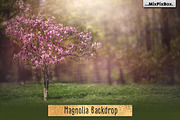 Magnolia Backdrop