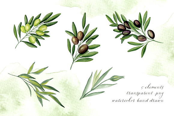 Olive branches.Watercolor hand drawn in Objects - product preview 4