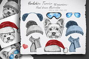 Yorkshire terrier / Wintertime