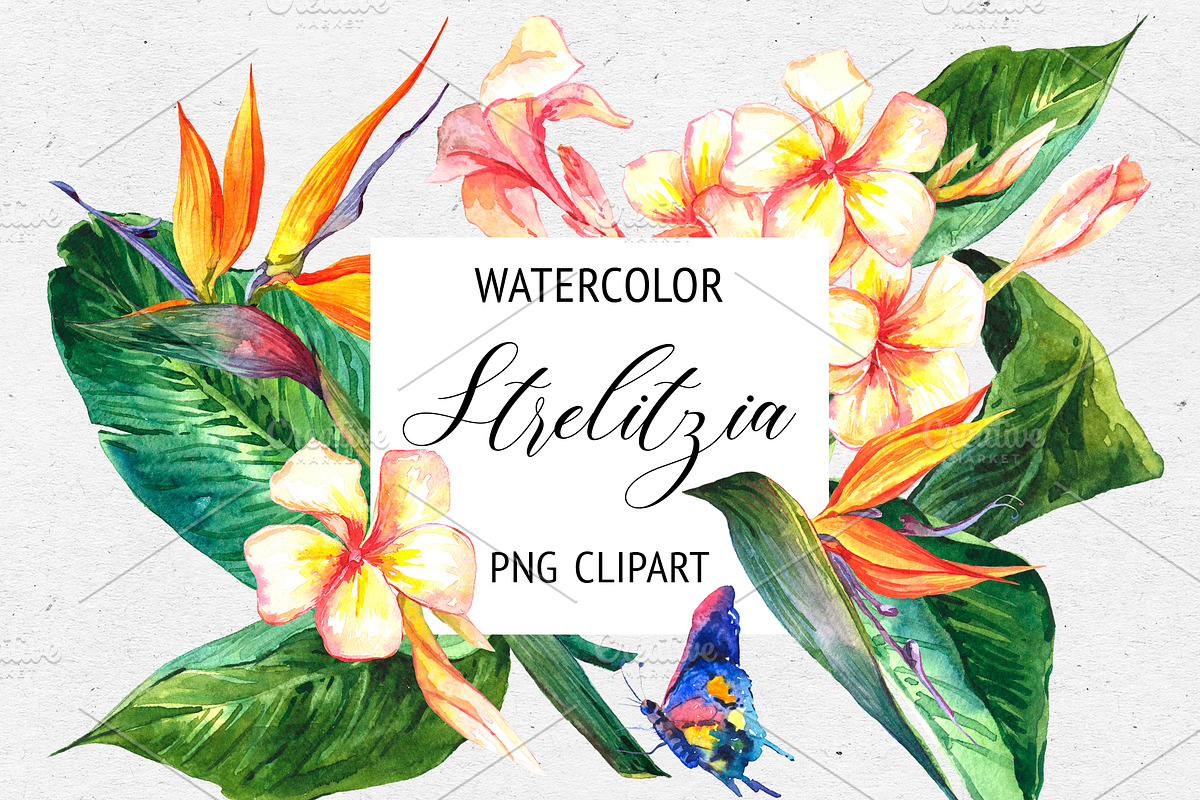 Strelitzia Watercolor Flowers in Objects - product preview 8