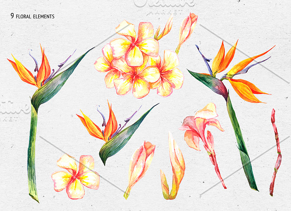 Strelitzia Watercolor Flowers in Objects - product preview 2