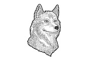 Husky dog sketch vector illustration