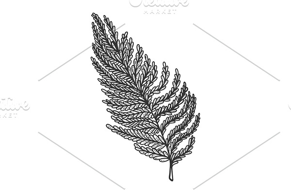 fern leaf sketch vector illustration