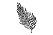 fern leaf sketch vector illustration