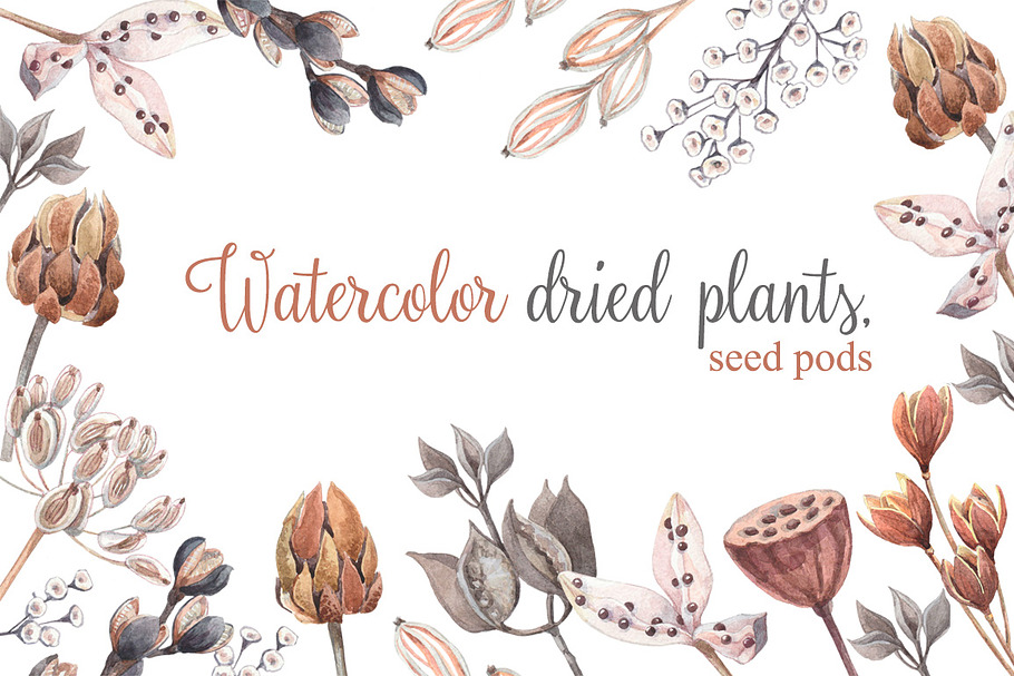 Watercolor dried plants,seed pods. in Illustrations - product preview 8