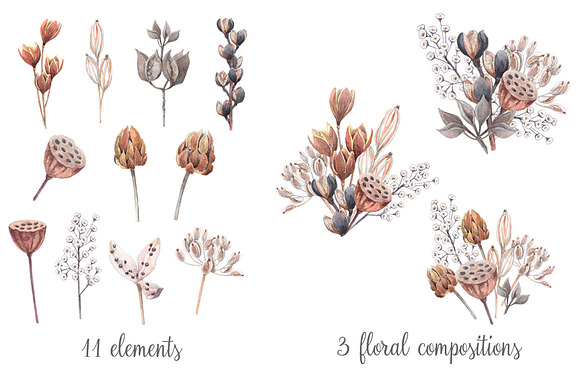 Watercolor dried plants,seed pods. in Illustrations - product preview 1