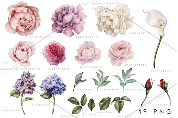 Watercolor flowers (PNG) in Illustrations - product preview 3