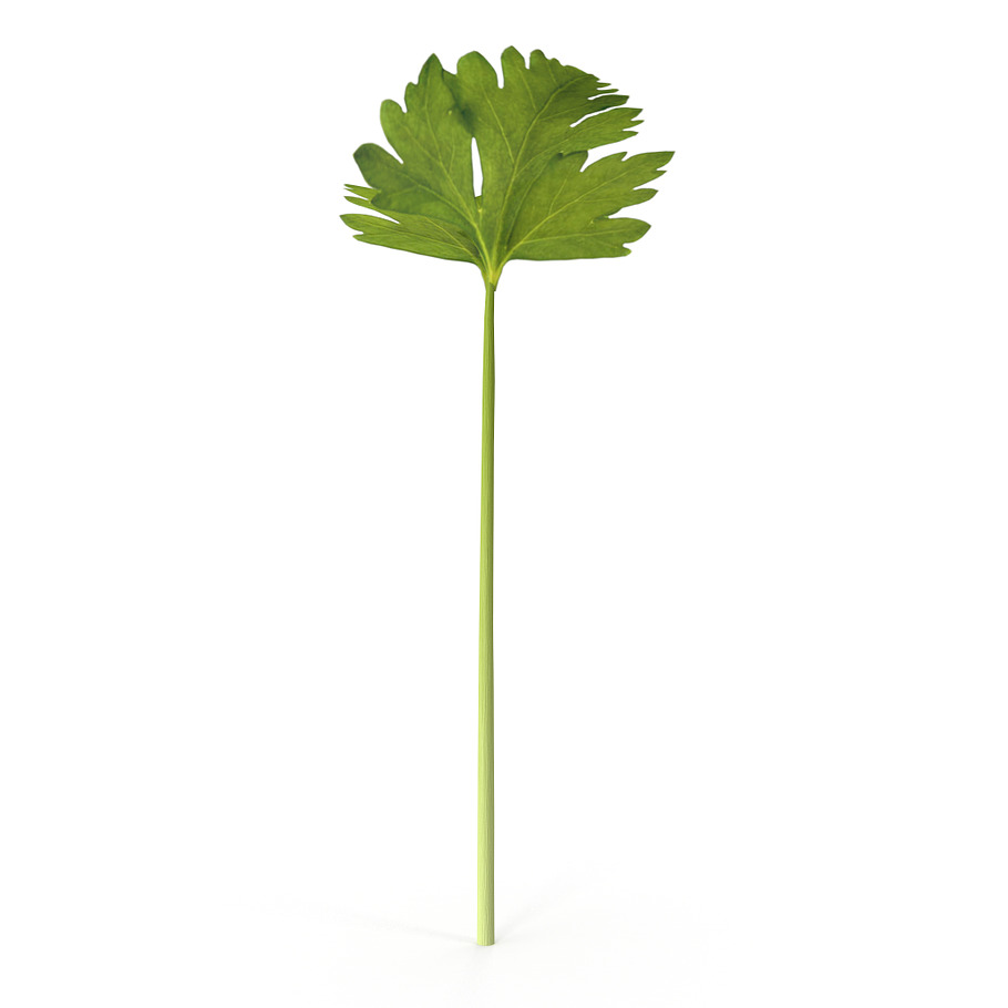 Celery in Nature - product preview 3