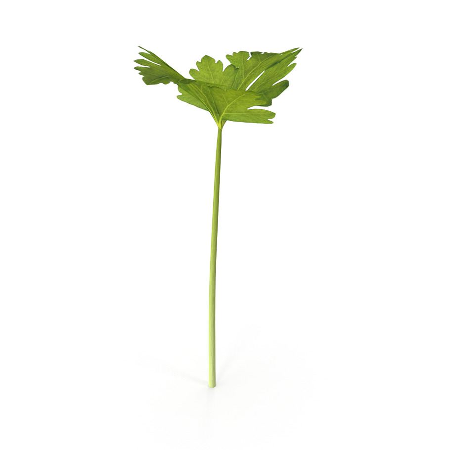 Celery in Nature - product preview 5