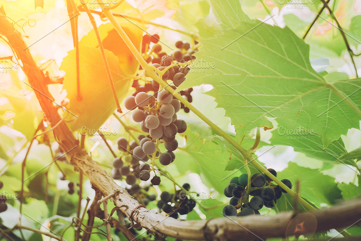 Bunch of Grapes on vine at vineyard in Graphics - product preview 8