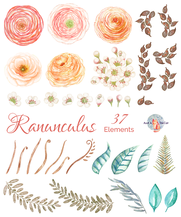 Ranunculus Watercolor in Illustrations - product preview 2