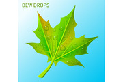 Dew Drops on Green Leaf Vector