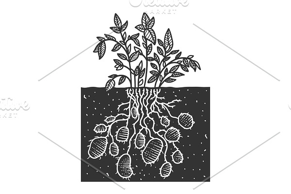 Potato plant sketch vector