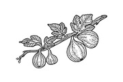 Common fig sketch vector