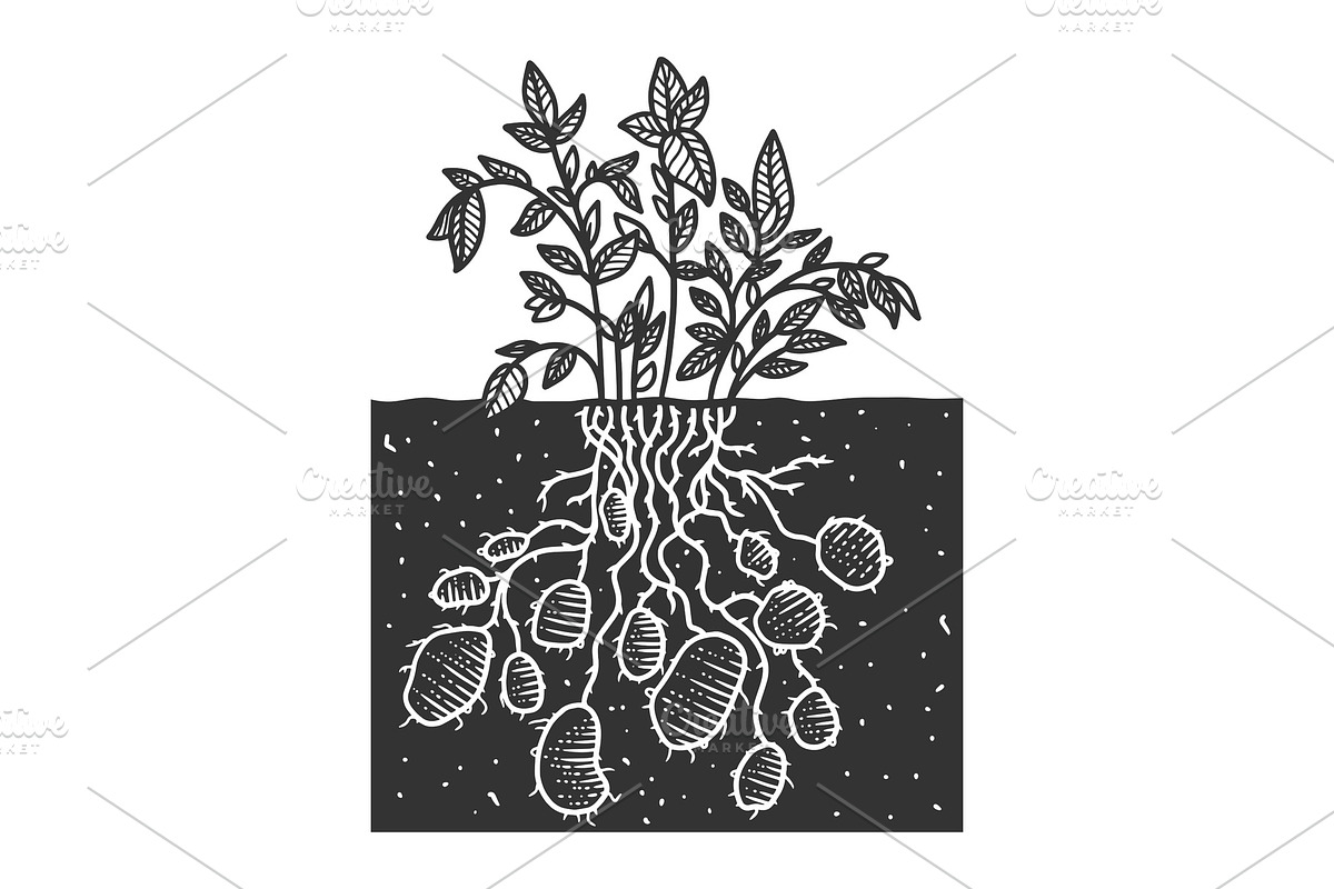 Potato plant sketch vector in Illustrations - product preview 8