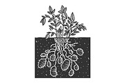 Potato plant sketch vector