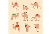 Desert camels. African funny animals