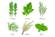 Herbs realistic. Green food species