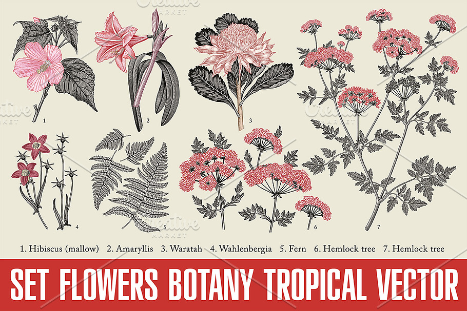 Set Flowers Botany Nature Tropical in Illustrations - product preview 8