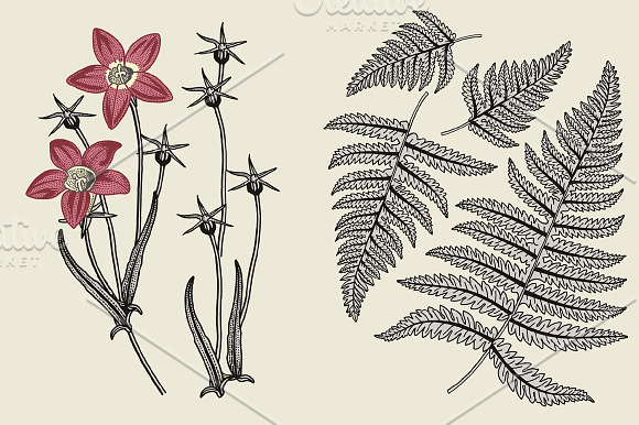 Set Flowers Botany Nature Tropical in Illustrations - product preview 2