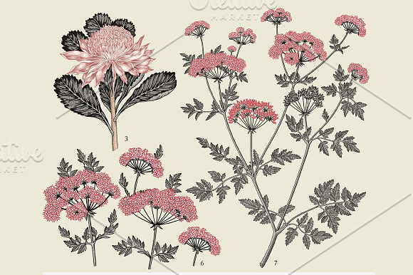 Set Flowers Botany Nature Tropical in Illustrations - product preview 3